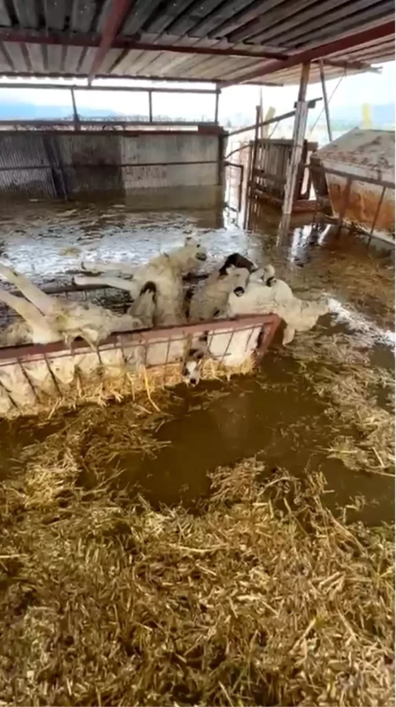 Söke’de Sağanak: 10 Koyun Telef Oldu