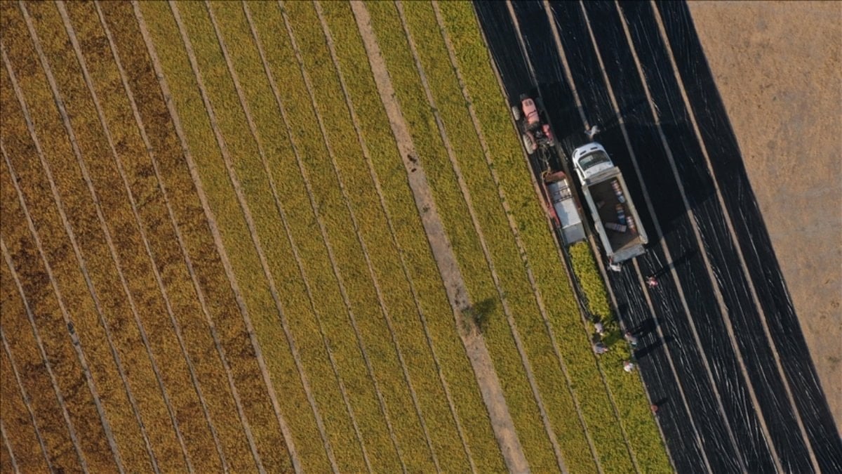 Tarımda Hazine destekli krediler: 5 soruda kısa rehber