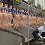 Ticaret Bakanlığı tavuk ihracatını yarından itibaren durduracak