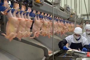 Ticaret Bakanlığı tavuk ihracatını yarından itibaren durduracak