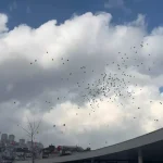 Uras Ege için renkli balonlar gökyüzüne bırakıldı