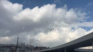 Uras Ege için renkli balonlar gökyüzüne bırakıldı