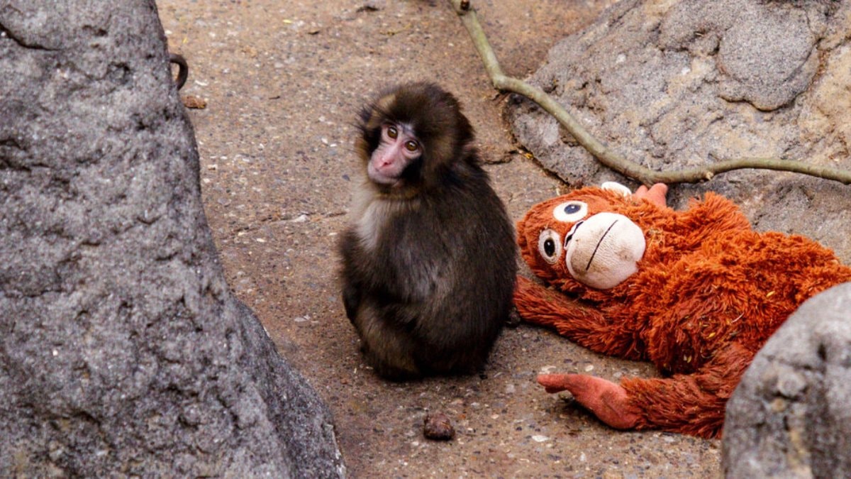 Yavru maymun Punch’ın son hali! Artık yalnız değil…