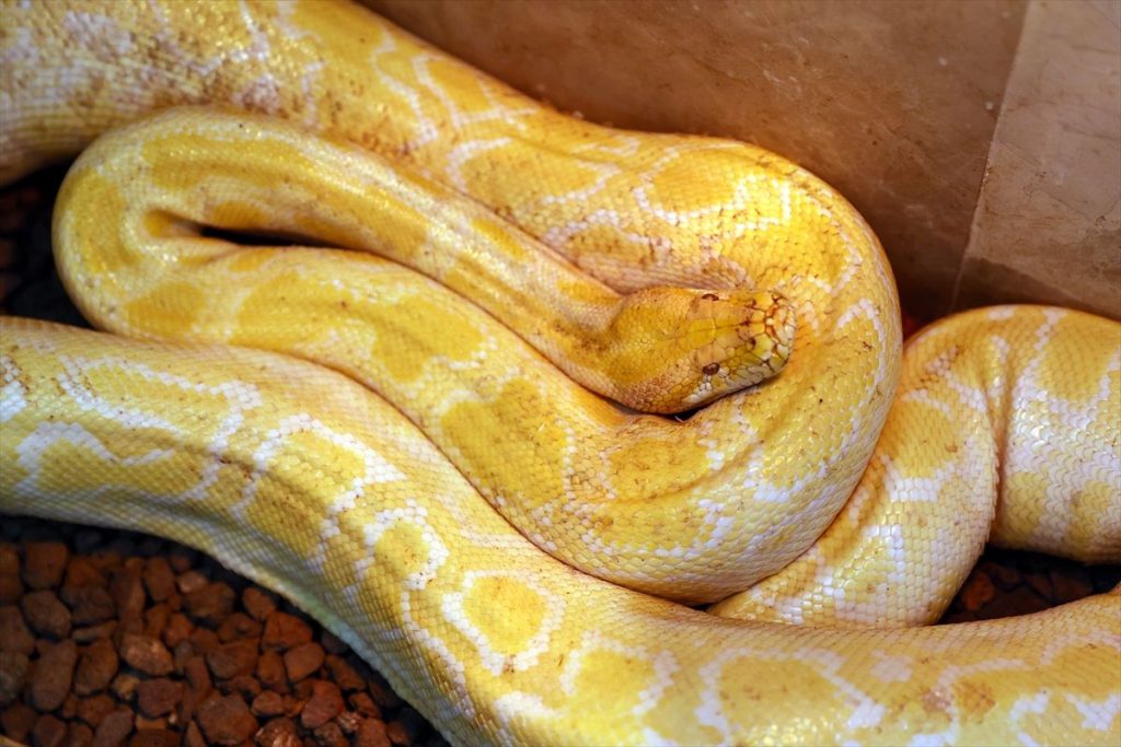 Albino Piton’un Bakımı Özenle Yapılıyor