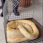 Denizli’de Yılandan Kaçak Gösteri