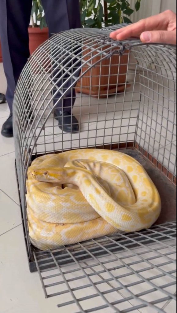 Denizli’de Yılandan Kaçak Gösteri