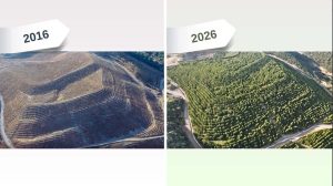 Dikili’deki Maden Sahası Yeşile Büründü