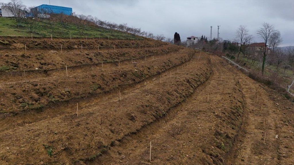 Fındıkta Verim Artışı İçin Yeni Uygulamalar