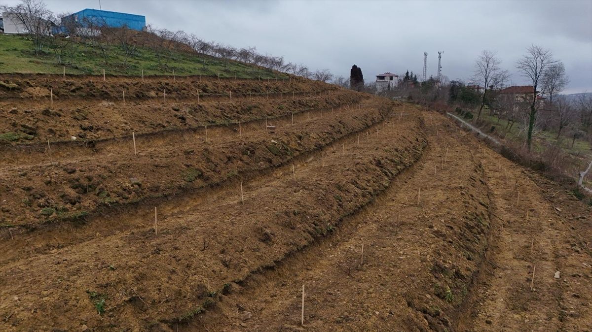 Fındıkta Verim Artışı İçin Yeni Uygulamalar