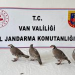 Kaçak Keklik Avına Cezalı Müdahale
