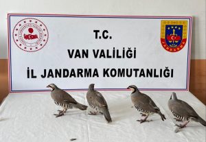 Kaçak Keklik Avına Cezalı Müdahale