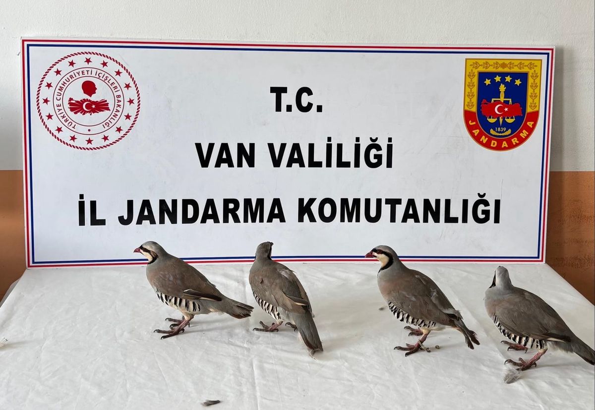 Kaçak Keklik Avına Cezalı Müdahale