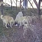 Karaman’da başıboş köpeklerin kediyi öldürdüğü anlar