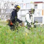 Osmangazi Yabani Otlardan Temizleniyor