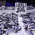 Trabzon’da hamsi ve istavrit bereketi