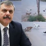 Yeni İçişleri Bakanı Mustafa Çiftçi’nin sokak köpekleri konusunda tavrı net
